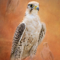 Buy canvas prints of Bird of Prey by Susan Leonard