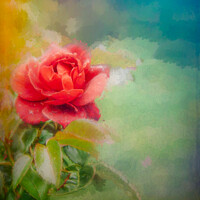 Buy canvas prints of Rose  by Susan Leonard