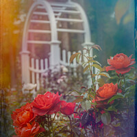 Buy canvas prints of Garden scene with roses by Susan Leonard