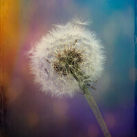 Buy canvas prints of Dandelion clock with textured background. by Susan Leonard