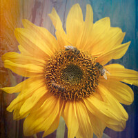 Buy canvas prints of Sunflower and honey bees by Susan Leonard