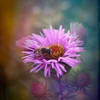 Buy canvas prints of Bee on Daisy by Susan Leonard