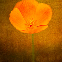 Buy canvas prints of Buttercup with texture by Susan Leonard