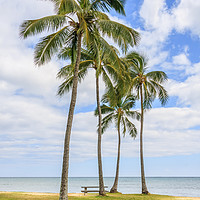 Buy canvas prints of Palm Trees by the Pacific by Susan Leonard