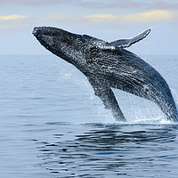 Buy canvas prints of Breaching Hump Back Whale by Susan Leonard