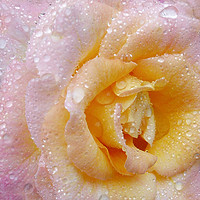 Buy canvas prints of English Rose by Susan Leonard