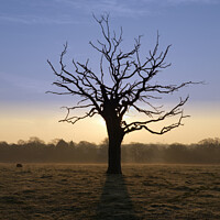 Buy canvas prints of Misty Tree by David Pacey