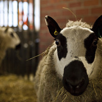 Buy canvas prints of Sheep by David Pacey