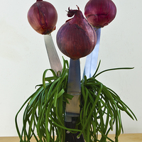 Buy canvas prints of RED ONIONS by David Pacey