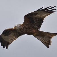 Buy canvas prints of RED KITE by David Pacey