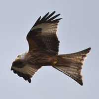 Buy canvas prints of RED KITE by David Pacey