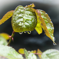 Buy canvas prints of waterdrops on leaf by David Pacey