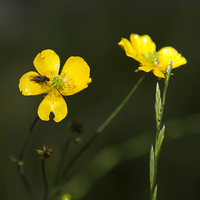 Buy canvas prints of Yellow flower and a fly by David Pacey