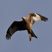 Buy canvas prints of Red Kite by David Pacey
