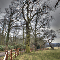 Buy canvas prints of  Harewood Grounds by David Pacey