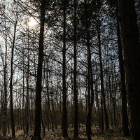 Buy canvas prints of Into The Woods by David Pacey
