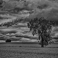 Buy canvas prints of  The Corn field by David Pacey