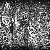 Buy canvas prints of Elephant by David Pacey
