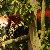 Buy canvas prints of Red Panda by Selena Chambers
