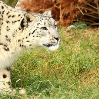 Buy canvas prints of Snow Leopard by Selena Chambers