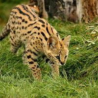 Buy canvas prints of Serval Kitten Pouncing by Selena Chambers