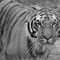 Buy canvas prints of Tiger swimming by Selena Chambers