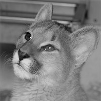 Buy canvas prints of Puma Cub by Selena Chambers