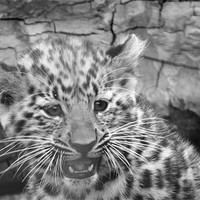 Buy canvas prints of Amur Leopard Cub by Selena Chambers