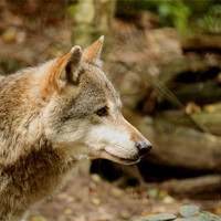 Buy canvas prints of Wolf by Selena Chambers