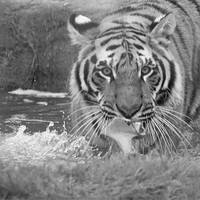 Buy canvas prints of Tiger Playing in Water by Selena Chambers