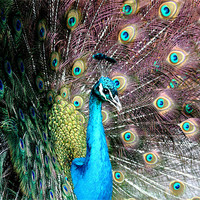 Buy canvas prints of Peacock by Selena Chambers