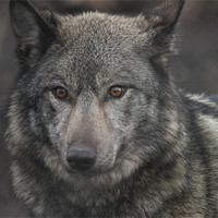 Buy canvas prints of European Wolf by Selena Chambers