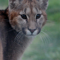 Buy canvas prints of Puma Cub by Selena Chambers