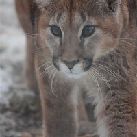 Buy canvas prints of Puma Cub in the Snow by Selena Chambers
