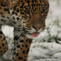 Buy canvas prints of Jaguar in Snow by Selena Chambers