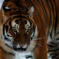 Buy canvas prints of Tiger Snarling by Selena Chambers