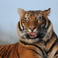 Buy canvas prints of Tiger licking his lips by Selena Chambers