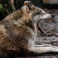 Buy canvas prints of Wolf Yawning by Selena Chambers