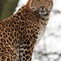 Buy canvas prints of North Chinese Leopard by Selena Chambers