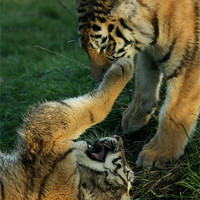 Buy canvas prints of Amur Tiger Cubs Fighting by Selena Chambers