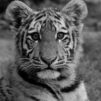Buy canvas prints of Amur Tiger Cub by Selena Chambers
