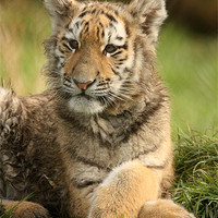 Buy canvas prints of Amur Tiger Cub by Selena Chambers