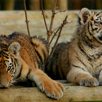 Buy canvas prints of Amur Tiger Cubs by Selena Chambers