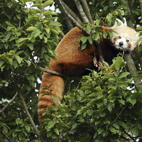 Buy canvas prints of Red Panda in a Tree by Selena Chambers
