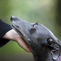 Buy canvas prints of Loving Greyhound by Selena Chambers