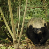 Buy canvas prints of Honey Badger in the Trees by Selena Chambers
