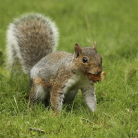 Buy canvas prints of Cheeky Squirrel by Selena Chambers