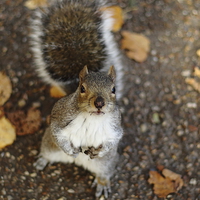 Buy canvas prints of The Bring It On Squirrel by Selena Chambers