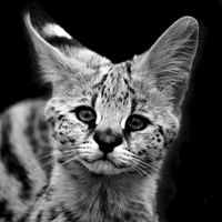 Buy canvas prints of Serval Kitten by Selena Chambers