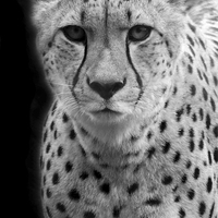 Buy canvas prints of Cheetah by Selena Chambers